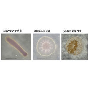 東大、サンゴの骨格生成は水温の影響をうけると解明-白亜紀の環境を再現