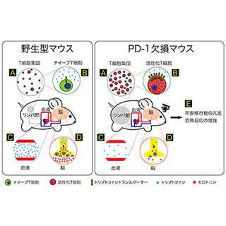 理研、病気で不安・恐怖が増す仕組みの一端を解明