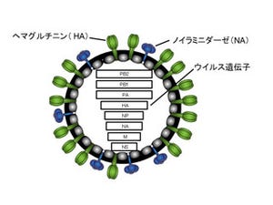 中国で発生したインフルエンザの性状が明らかに - 東大