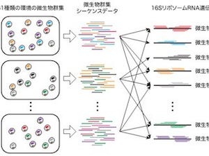 東大、微生物のジェネラリストとスペシャリストの優位性と共存理由を解明