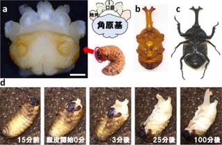 名大、カブトムシの角が短時間で出現する仕組みを解明