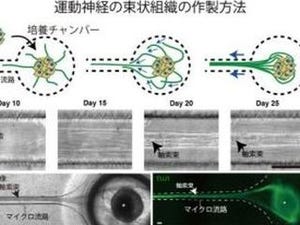 ALSの治療法の確立に期待-東大、ヒトiPS細胞から運動神経の束の作製に成功