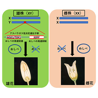 東北大、アスパラガスの全ゲノム構造を解明し、性決定遺伝子を明らかに