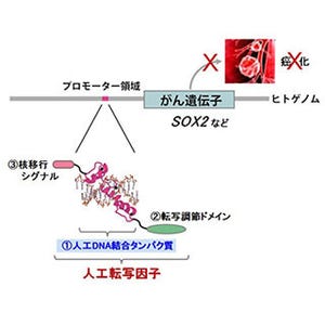 岡山大、肺がんや食道がんの原因遺伝子の発現を抑制する人工転写因子を開発