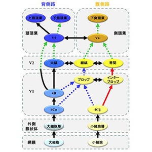 九大、ASDは「神経結合の病」であると解明-早期診断・早期治療介入へ期待