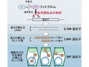 1つの遺伝子から機能の異なるタンパク質が生じる仕組みを解明 - 九大