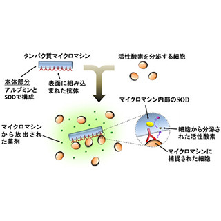 体に有害な活性酸素を除去できる「タンパク質マイクロマシン」を開発