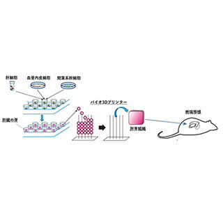 慶大、ラット生体内でヒト由来細胞による肝臓の「芽」を生着