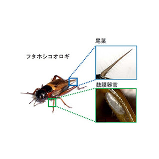 コオロギは、音でその場の「空気」を察知する