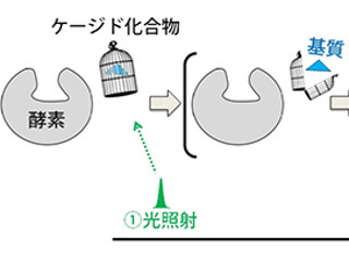 理研、SACLAで生体内で起こる化学反応を原子レベルで観察することに成功