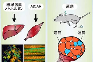 薬は体内のどこで作用している? - 京大、マウス体内での「見える化」に成功