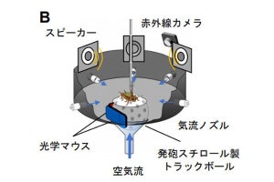 コオロギは音の高さで危険を判断していた - 北大