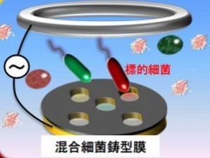 0157による食中毒などを未然に防ぐ超迅速検出法の開発へ - 大阪府立大