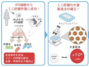 iPS細胞で作られた臓器が何万人もの命を救う - ミニ肝臓の大量製造法を確立