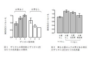 東京大学、外来種アメリカザリガニは水草を刈り生態系を有利に改変と解明