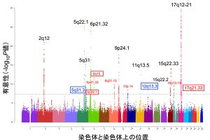 理研、ぜんそくに関わる新しい遺伝子領域を発見