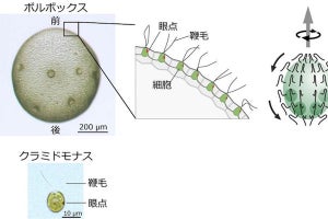 東工大、ボルボックスをゾンビ化する実験-鞭毛の分化を発見