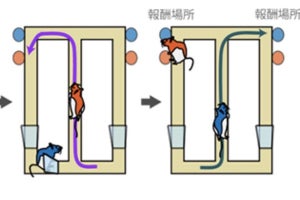 理研、自己と他者が空間のどこにいるかを認識する仕組みを発見