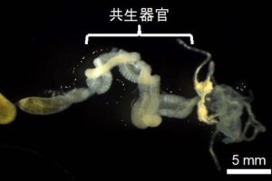 産総研、害虫の殺虫剤抵抗性が共生細菌を介し急速に発達することを明らかに