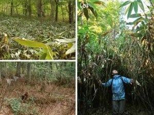 ササの地下茎は光が当たらない方に逃げていく - 東北大