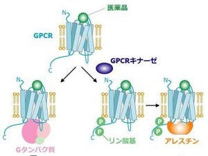 医薬品の副作用軽減が可能に - 東大、発現機構の一端を解明