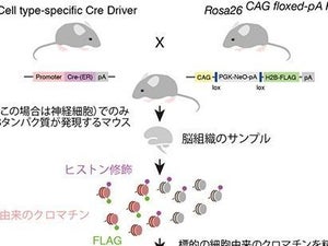 理研、細胞種ごとの遺伝子解析の手法を開発