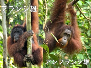 京大、弱いオランウータンの雄は第1子の父親になる