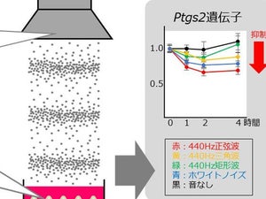 細胞が音を聞く? - 京大が音で遺伝子応答が起こる可能性を示す