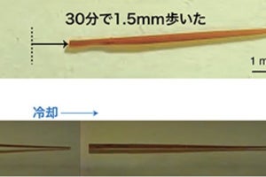 尺取り虫のように動く「ロボット結晶」の開発に成功