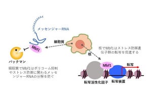 長寿研究の進展に期待、2つの顔を持つタンパク質の機能が判明