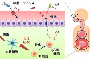 キッコーマンなど、乳酸菌K15のIgA産生誘導メカニズムとその臨床効果を確認