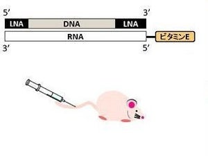 アルツハイマー病など脳疾患への治療応用に期待