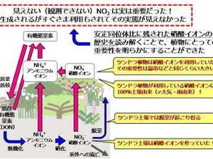 極地域の生態系でも硝酸イオンは大切な窒素源だった