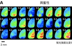 理研×早大、マウスを用いて多感覚刺激に対する大脳皮質の新たな神経応答を発見