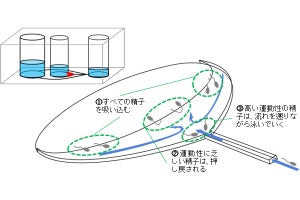 産総研、受胎に有利な精子を泳ぎ方で選んで捕集する技術を牛の繁殖で実証