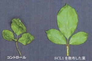 名大、植物のしおれを抑える化合物を発見- 切り花や生け花の鮮度保持に期待