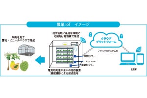 IoTで国内栽培に向かない海外の果物・野菜を効率よく育成-システムの検証開始