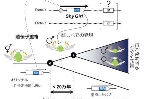 京大、キウイの性別決定遺伝子を特定- 植物が性別を獲得した進化過程の解明へ