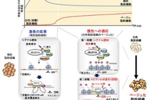 東北大ら、脂肪燃焼体質を作るには寒さの感知とエピゲノムの変化が重要