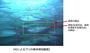 NECとニッスイ、AIで養殖魚の体長や体重を自動算出するソリューション