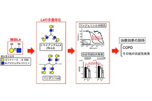 慢性閉塞性肺疾患の治療薬開発に期待 - 糖鎖L4が炎症を抑える仕組みを解明