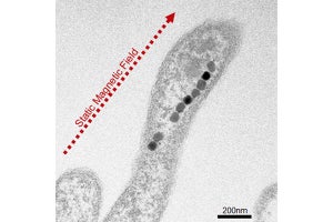 食料の冷凍や医療に応用 - 東工大、氷晶形成の操作に成功