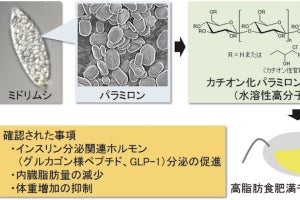 産総研ら、ミドリムシ由来物質にメタボリックシンドローム改善効果を確認