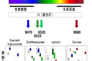 照射する光によってレタスの味が変わることを発見 - 筑波大など