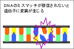 薬剤耐性の仕組み理解へ - 九大、ミスマッチ修復機能の謎を解明