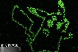 奈良先端大など、ミドリムシのメタボ診断法を開発- 藻類利用の拡大に期待