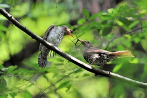 ナナフシは鳥に食べられて卵を遠くに運んでもらうのか?