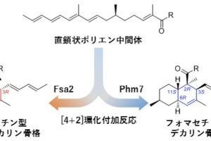 理研、天然物の生合成経路において鏡像異性体を作り分ける酵素を発見