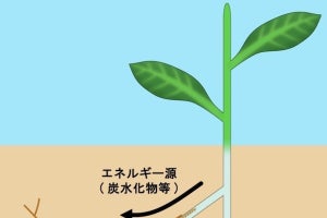 基生研、アーバスキュラー菌根菌の絶対共生性に関わる共通の特徴を解明