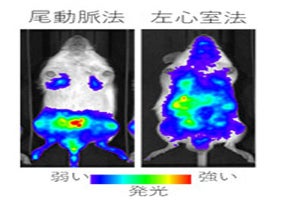 東工大、がん細胞の骨転移研究を加速するモデルマウス構築法を開発